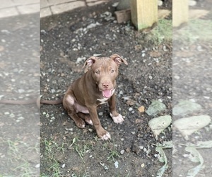 American Staffordshire Terrier-Labrador Retriever Mix Puppy for sale in LAUREL, MD, USA