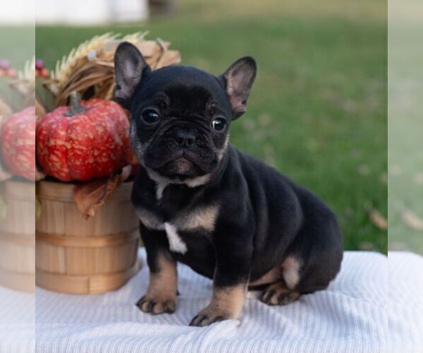 Medium Photo #4 French Bulldog Puppy For Sale in AARONSBURG, PA, USA