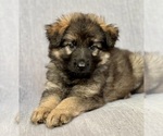 Puppy Mr Brown German Shepherd Dog
