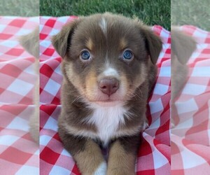 Australian Shepherd Puppy for sale in JEROMESVILLE, OH, USA