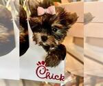 Small #8 Yorkshire Terrier