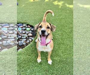 Medium Mutt