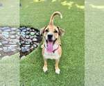 Small Mutt