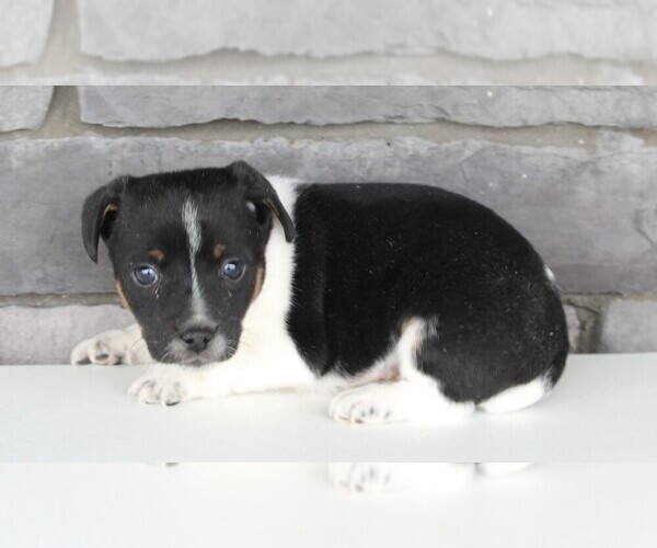 Medium Photo #2 Jack Russell Terrier Puppy For Sale in FREDERICKSBURG, OH, USA