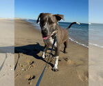 Small #3 American Pit Bull Terrier Mix