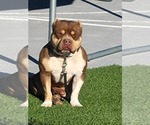 Small Photo #1 American Bully Puppy For Sale in GILBERT, AZ, USA