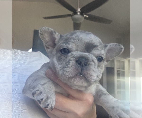 Medium Photo #5 French Bulldog Puppy For Sale in FT MYERS, FL, USA
