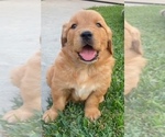 Small Photo #1 Golden Retriever Puppy For Sale in SANTA ANA, CA, USA