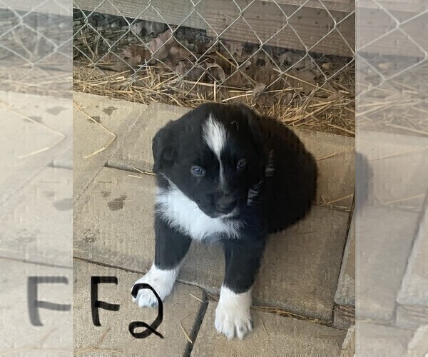 Medium Photo #3 Australian Shepherd Puppy For Sale in ASHLAND CITY, TN, USA