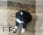 Small Photo #3 Australian Shepherd Puppy For Sale in ASHLAND CITY, TN, USA
