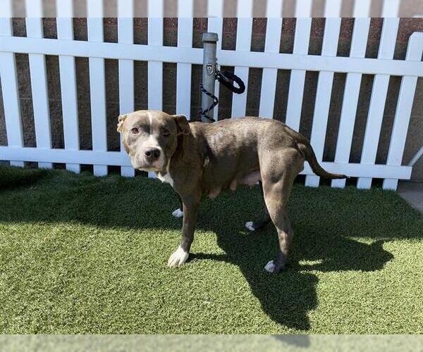 Medium Photo #1 Staffordshire Bull Terrier Puppy For Sale in Modesto, CA, USA
