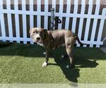 Small Staffordshire Bull Terrier