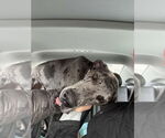 Small #2 Great Dane
