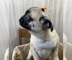 Small #4 Pug