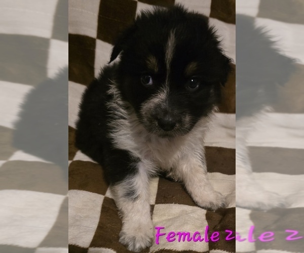 Medium Photo #1 Australian Shepherd Puppy For Sale in ROY, UT, USA