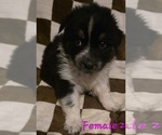 Puppy Female 2 Australian Shepherd