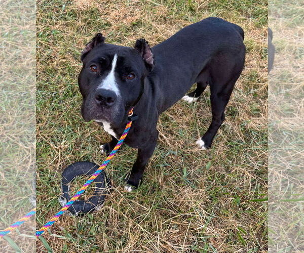 Medium Photo #10 American Pit Bull Terrier-Unknown Mix Puppy For Sale in Germantown, OH, USA