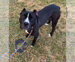 Small #9 American Pit Bull Terrier Mix