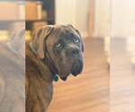 Hank (Mastiff) - Male Mastiff Dog for Adoption - Small photo