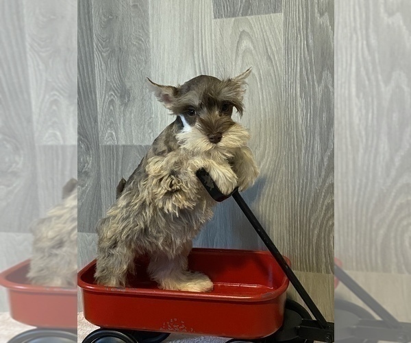 Medium Photo #5 Schnauzer (Miniature) Puppy For Sale in CANOGA, NY, USA