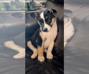 Mutt Dogs for adoption in Chinook, MT, USA