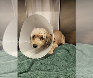 Mutt Dogs for adoption in Downey, CA, USA