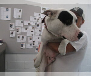 Staffordshire Bull Terrier Dogs for adoption in Ocala, FL, USA