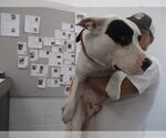Small Staffordshire Bull Terrier