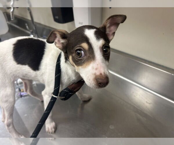 Medium Photo #1 Rat Terrier Puppy For Sale in Martinez, CA, USA