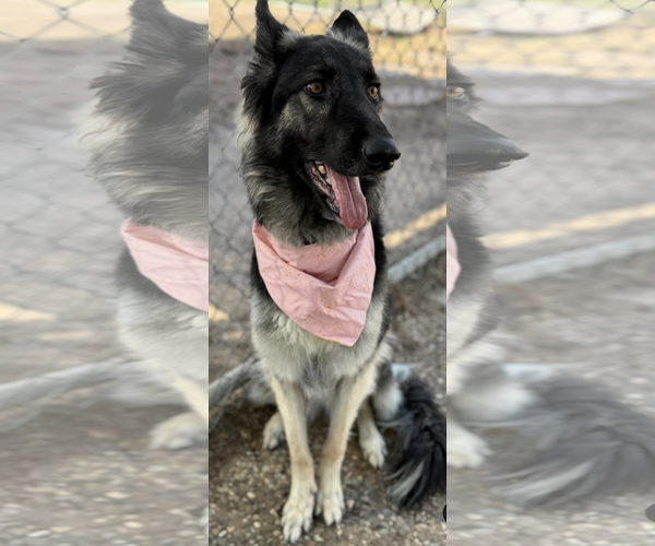 Medium Photo #2 German Shepherd Dog Puppy For Sale in Kankakee, IL, USA