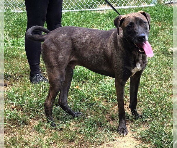 Medium Photo #3 Labrador Retriever-Unknown Mix Puppy For Sale in Wetumpka, AL, USA