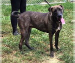 Small #2 Labrador Retriever Mix