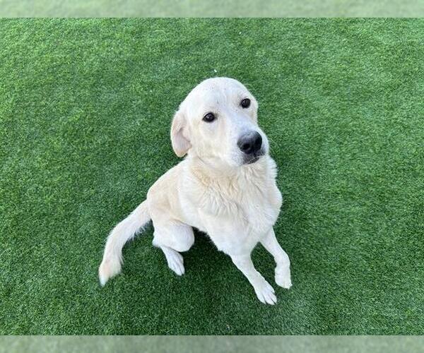 Medium Photo #2 Labrador Retriever-Unknown Mix Puppy For Sale in Grand Prairie, TX, USA