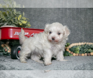 Maltese Litter for sale in HOLMESVILLE, OH, USA