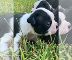 Small Photo #4 Boston Terrier Puppy For Sale in SOMERVILLE, TX, USA