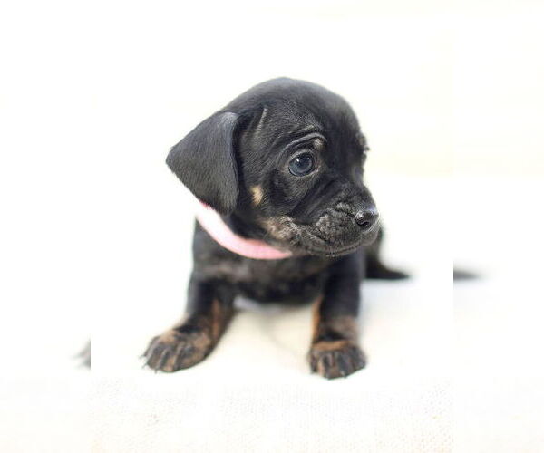 Medium Photo #7 Chi-Poo (Miniature) Puppy For Sale in Corona, CA, USA