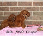 Small #3 Cavapoo