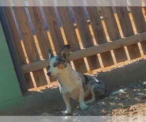 Mother of the Cardigan Welsh Corgi-Pembroke Welsh Corgi Mix puppies born on 07/27/2026