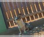 Small Photo #1 Cardigan Welsh Corgi-Pembroke Welsh Corgi Mix Puppy For Sale in TUCSON, AZ, USA