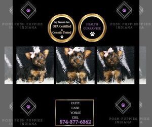 Yorkshire Terrier Puppy for sale in WARSAW, IN, USA