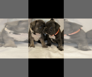 French Bulldog Puppy for sale in SAN TAN VALLEY, AZ, USA