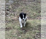 Puppy Chad Shetland Sheepdog