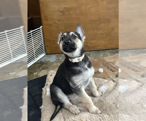 Medium Photo #1 German Shepherd Dog Puppy For Sale in JONESVILLE, MI, USA