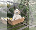 Small Photo #7 Bordoodle Puppy For Sale in HILLSBORO, WI, USA