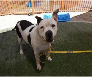 American Pit Bull Terrier-Unknown Mix Dogs for adoption in Las Vegas, NV, USA