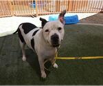 Small American Pit Bull Terrier Mix