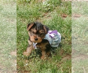 Yorkshire Terrier Puppy for Sale in COVINGTON, Georgia USA
