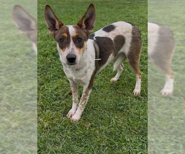 Medium Photo #1 Mutt Puppy For Sale in Conroe, TX, USA