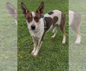 Mutt Dogs for adoption in Conroe, TX, USA