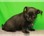 Small Photo #6 Pugshire Puppy For Sale in SHAWNEE, OK, USA
